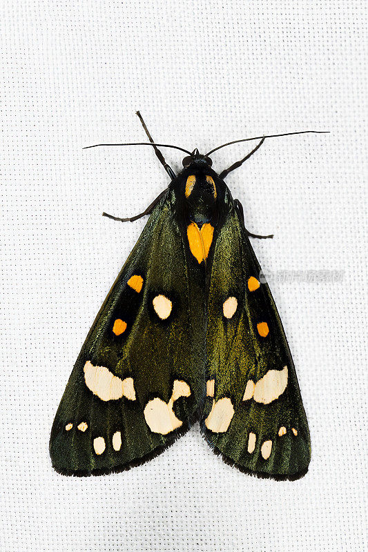 红虎蛾(Callimorpha dominula)